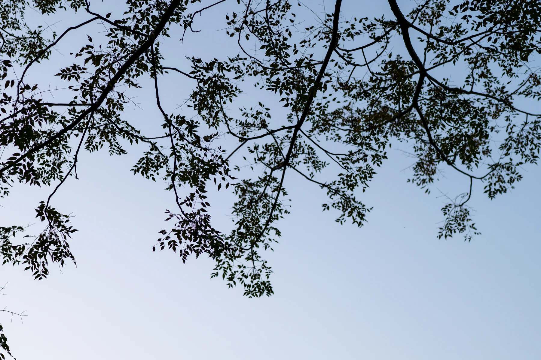 35GM 色散测试样张，光圈 f/1.4