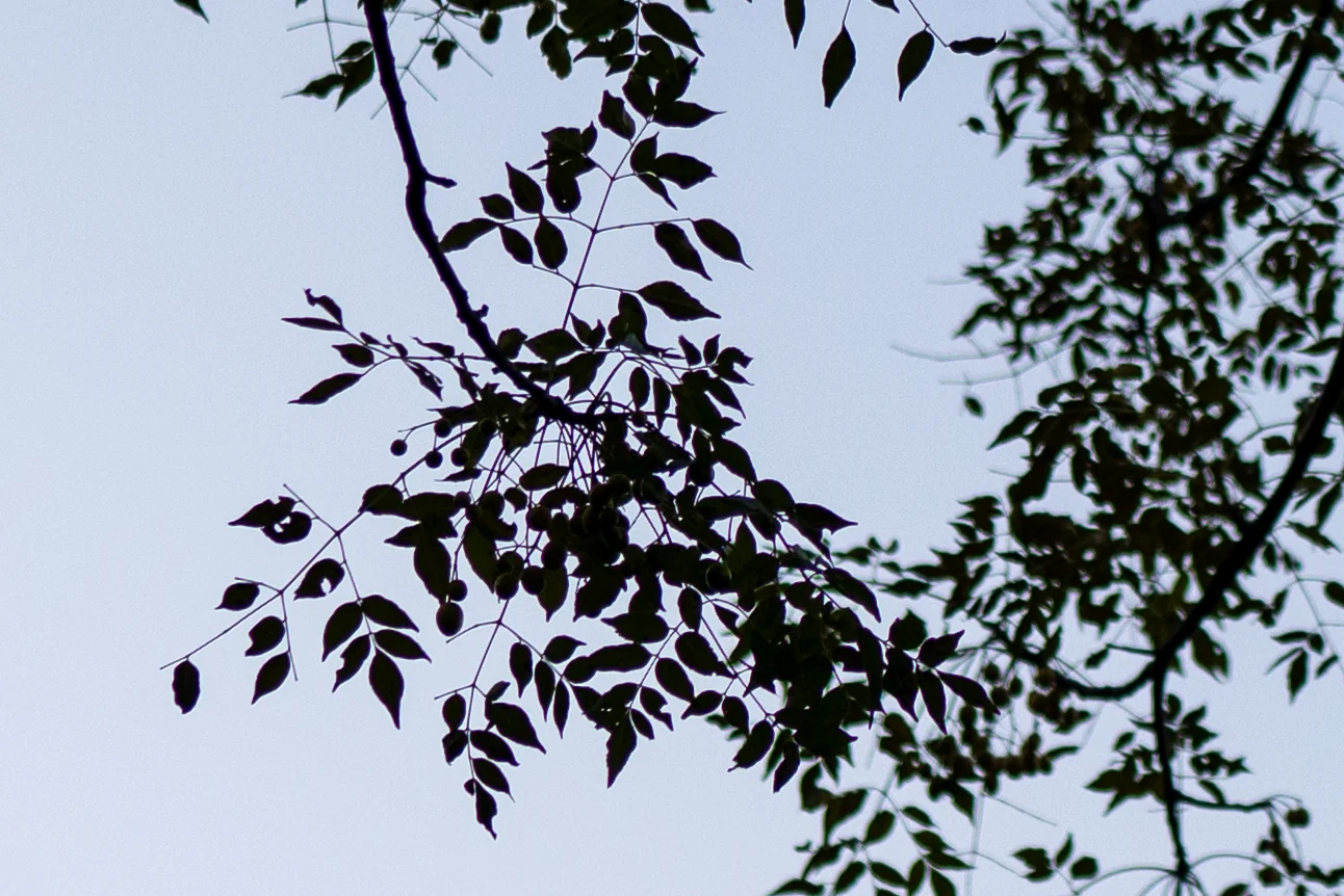 35GM 色散测试中心放大，光圈 f/1.4